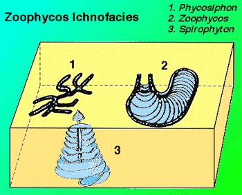 Zoophycos Ichnofacies